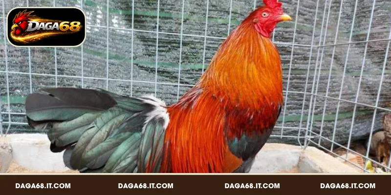 Bí quyết chọn giống gà đá hiệu quả dành cho sư kê