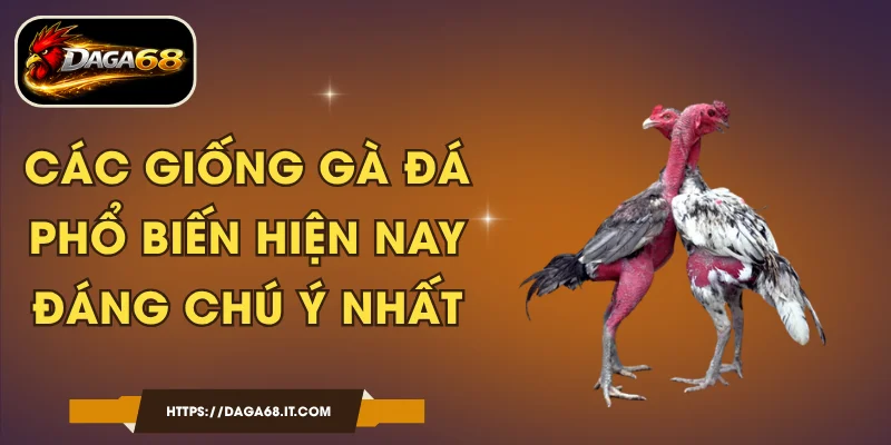Các Giống Gà Đá Phổ Biến Hiện Nay Đáng Chú Ý Nhất