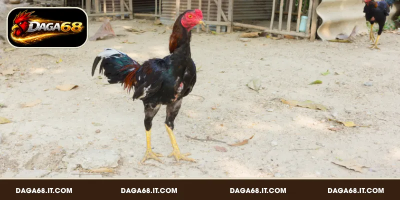 Các yếu tố quan trọng khi chọn gà đá hay qua dáng đi