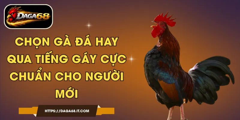 Chọn Gà Đá Hay Qua Tiếng Gáy Cực Chuẩn Cho Người Mới