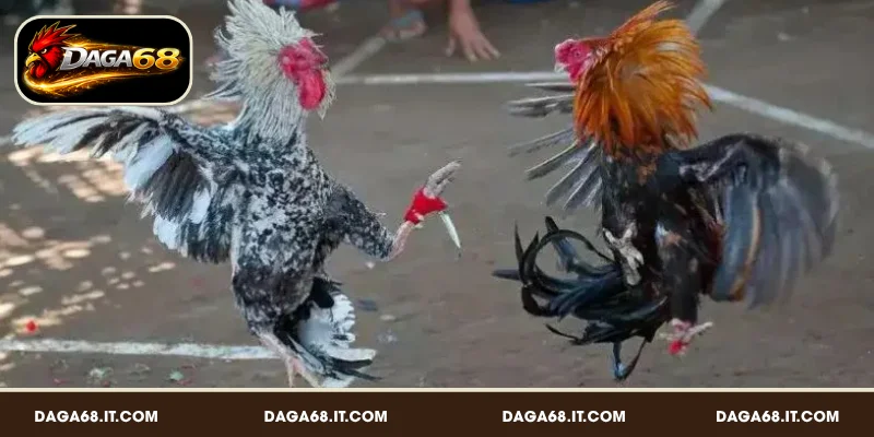 Đá gà cựa dao là gì - chiến kê được gắn thêm lưỡi dao nhỏ