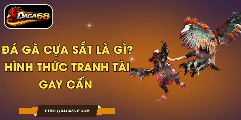 Đá Gà Cựa Sắt Là Gì - Hình Thức Tranh Tài Gay Cấn
