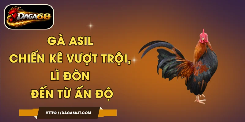 Gà Asil - Chiến Kê Vượt Trội, Lì Đòn Đến Từ Ấn Độ