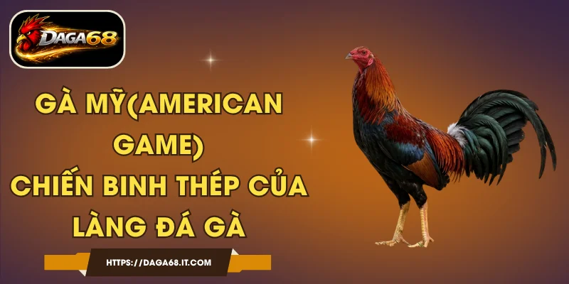 Gà Mỹ(American Game) - Chiến Binh Thép Của Làng Đá Gà