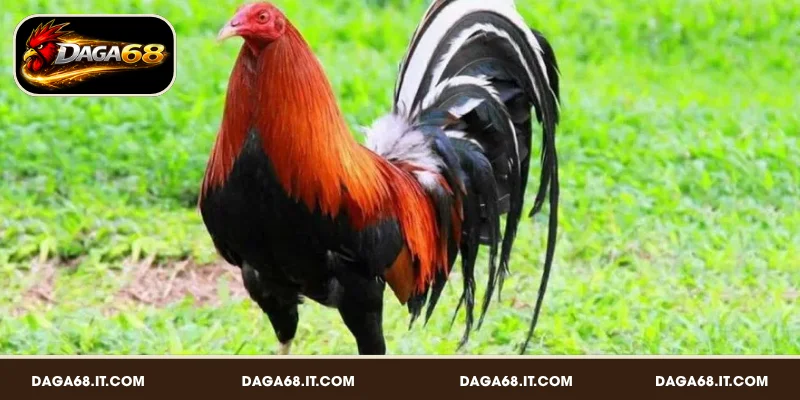 Gà Mỹ - Chiến kê nhanh nhẹn, ra đòn chớp nhoáng