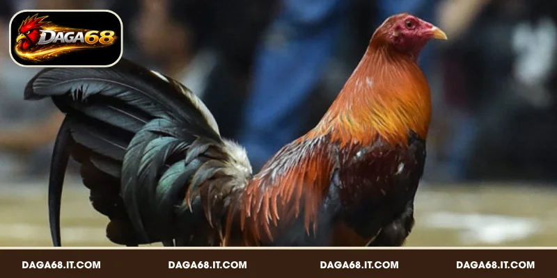 Gà Peru – Giống gà đá nổi bật với thể hình vượt trội