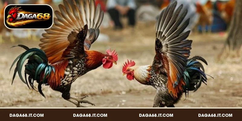 GA888 – Điểm đến đá gà đáng tin cậy