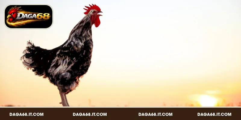 Lý do cần chọn gà đá hay qua tiếng gáy