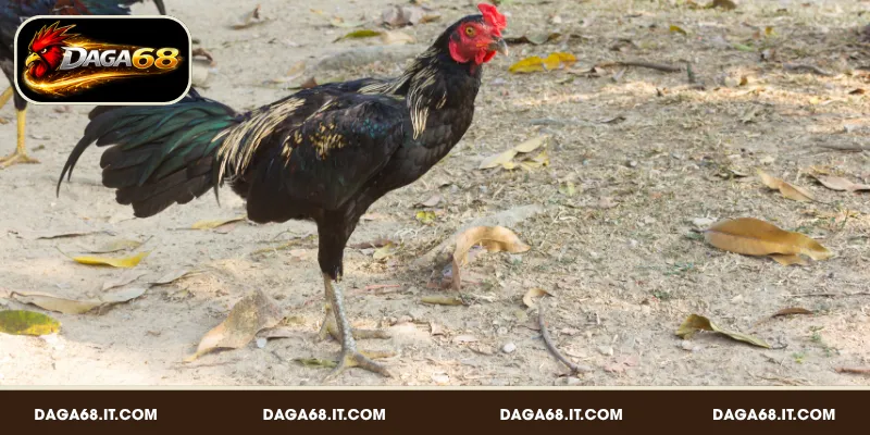 Lý do cần quan sát dáng đi khi chọn gà đá