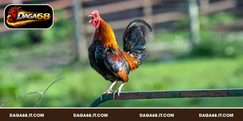 Những dạng tiếng gáy không nên chọn