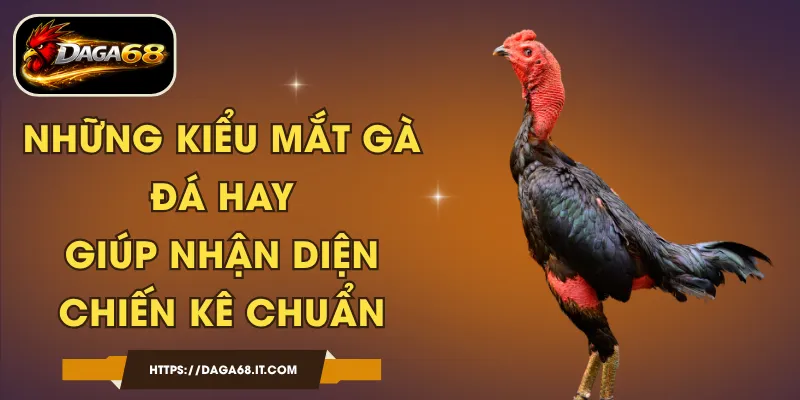 Những Kiểu Mắt Gà Đá Hay Giúp Nhận Diện Chiến Kê Chuẩn