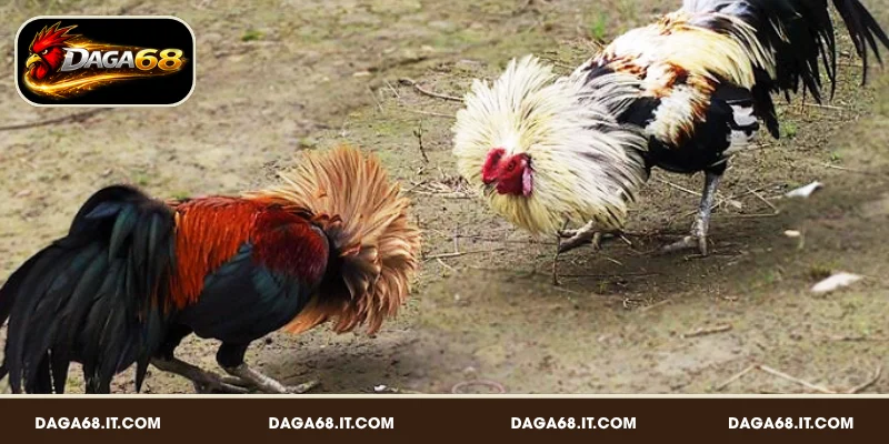 Những lưu ý không nên bỏ qua khi tham gia đá gà tại DAGA68