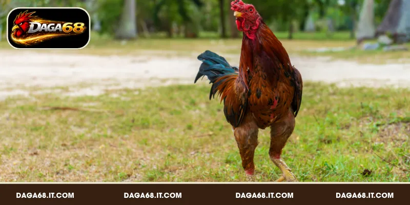 Phân biệt các dáng đi đặc trưng của chiến kê mạnh