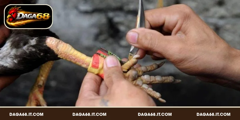 Quy định khi chơi đá gà cựa dao đơn giản, dễ hiểu