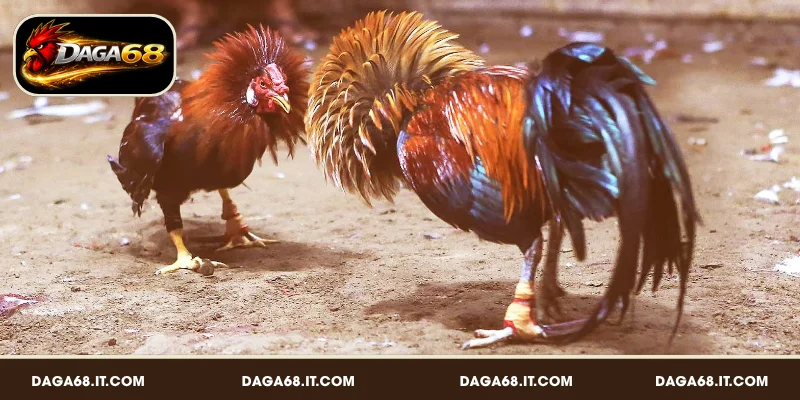Sức hút của các loại hình đá gà tại DAGA68 đối với người chơi