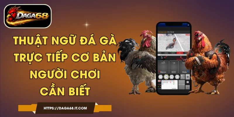 Thuật Ngữ Đá Gà Trực Tiếp Cơ Bản Người Chơi Cần Biết