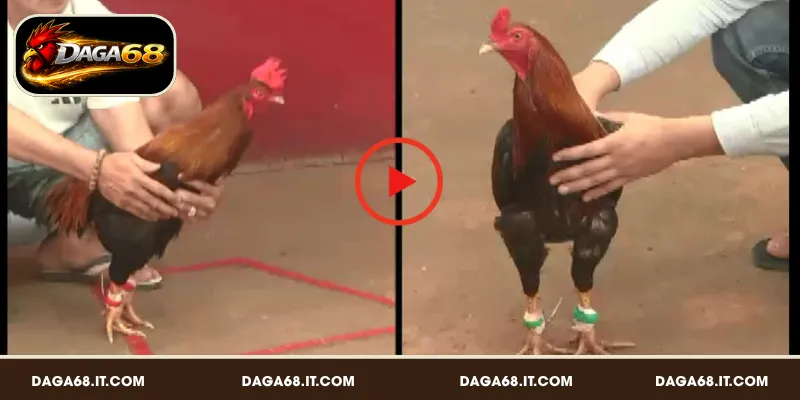 Thuật ngữ sử dụng trong quá trình thi đấu và cá cược