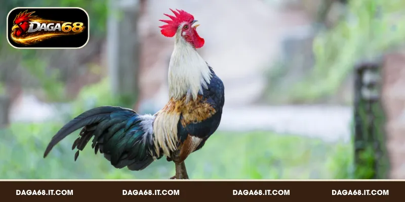Tiêu chí chọn gà đá hay qua tiếng gáy