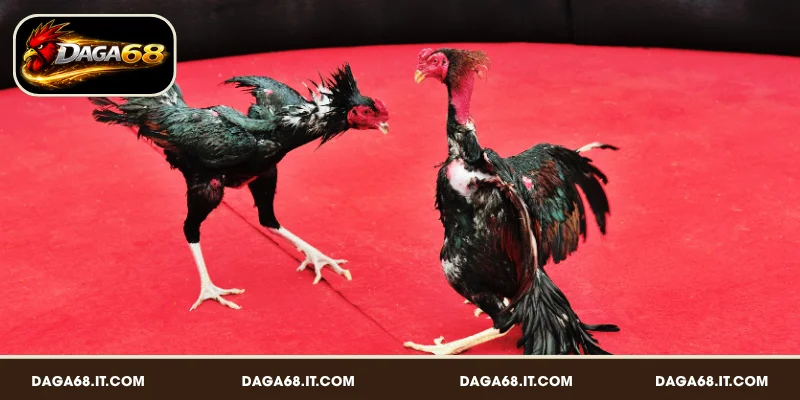 Tổng quan về bồ gà Thomo DAGA68