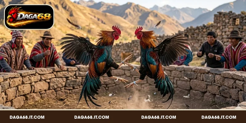Ưu nhược điểm của gà đá Peru trong thi đấu