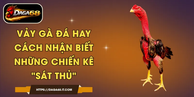 Vảy Gà Đá Hay - Cách Nhận Biết Những Chiến Kê "Sát Thủ"