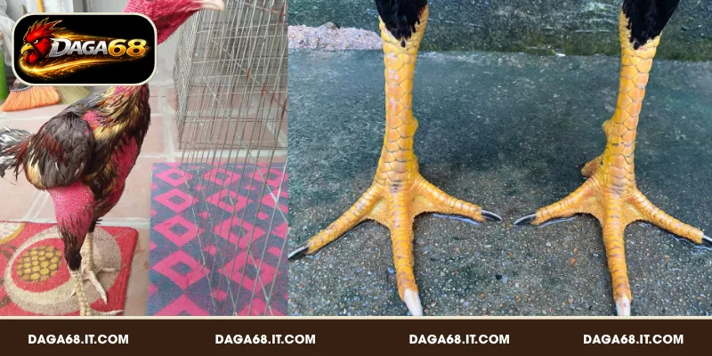 Vảy gà đá hay là đặc điểm sừng trên chân gà chọi