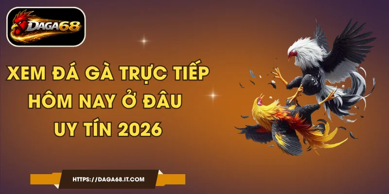 Xem Đá Gà Trực Tiếp Hôm Nay Ở Đâu Uy Tín 2026?