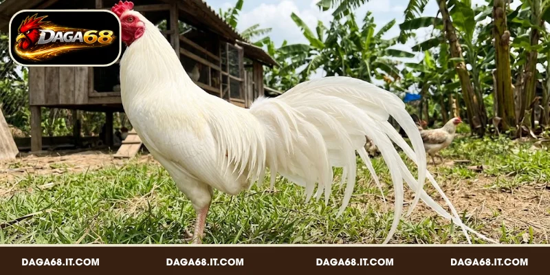 Xem màu mạng gà nhạn trắng giúp bạn tự tin đặt cược